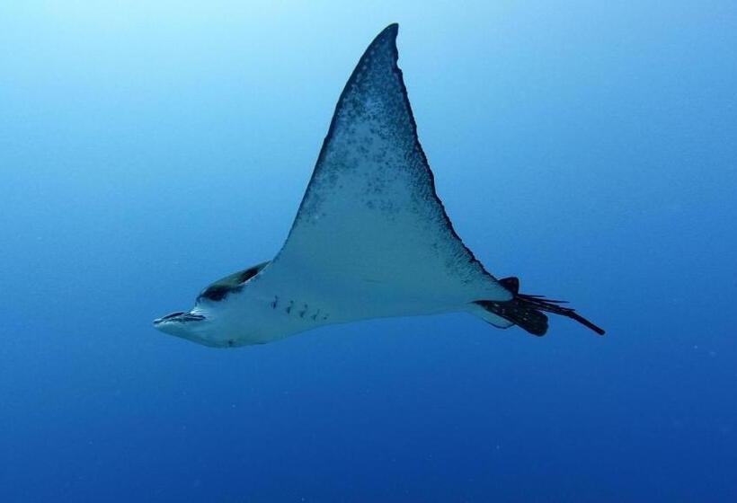 پانسیون Jerrys Dive Lodge Rasdhoo