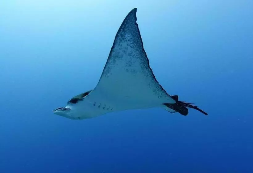 پانسیون Jerrys Dive Lodge Rasdhoo