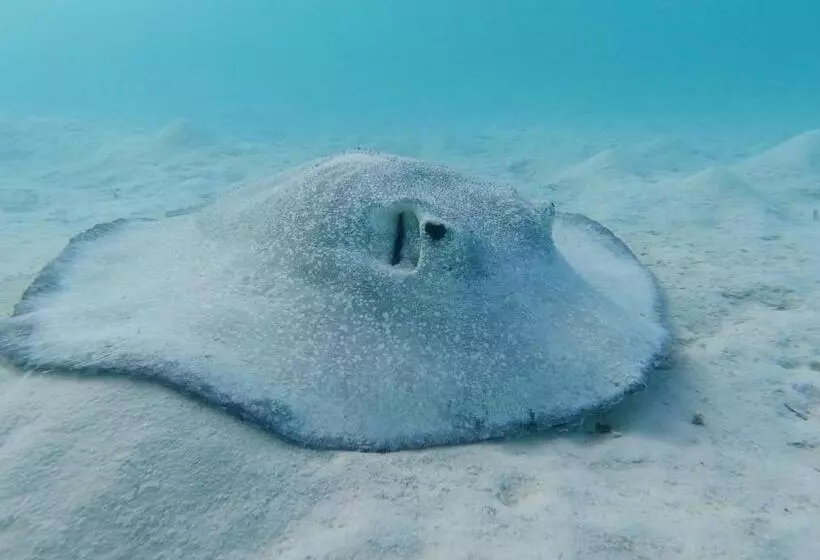 پانسیون Jerrys Dive Lodge Rasdhoo