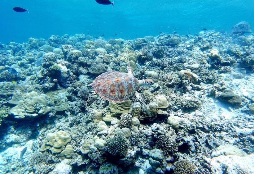 پانسیون Jerrys Dive Lodge Rasdhoo