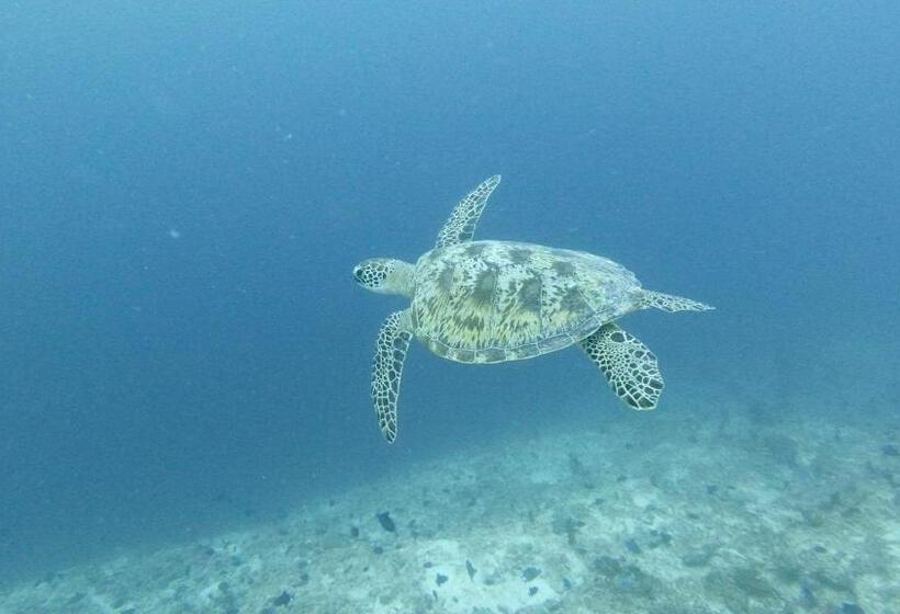 پانسیون Jerrys Dive Lodge Rasdhoo
