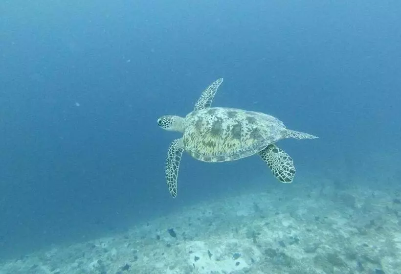 پانسیون Jerrys Dive Lodge Rasdhoo