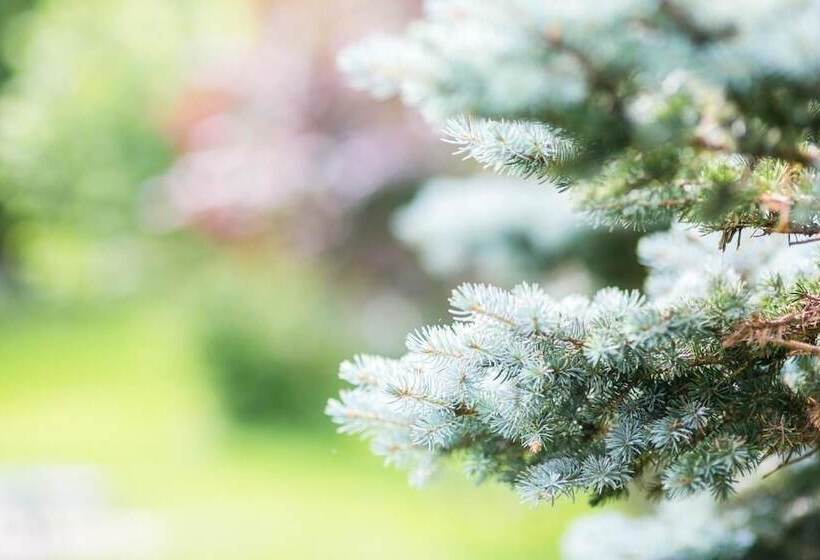 Imbery Hotel & Restaurant Hinterzarten