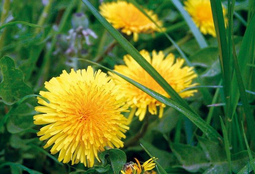 酒店 Landgasthof Hof Roscheid