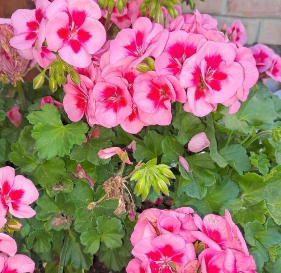 צימר Il Giardino Home