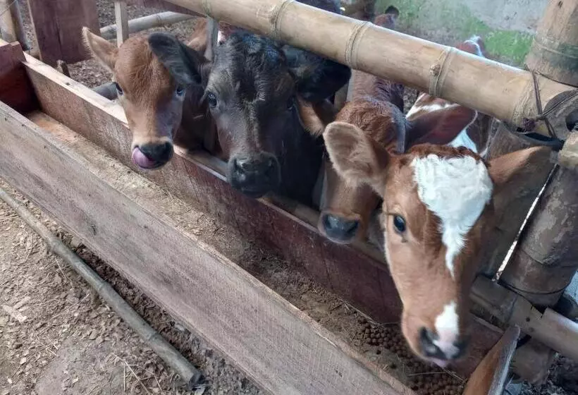 هتل Las Hamacas
