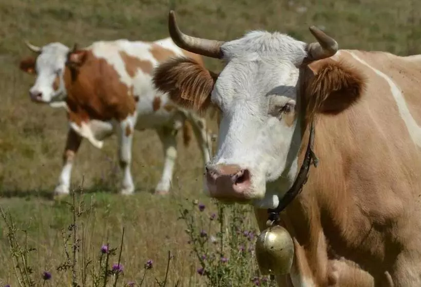 ペンション Agribed Quierta   Camerette