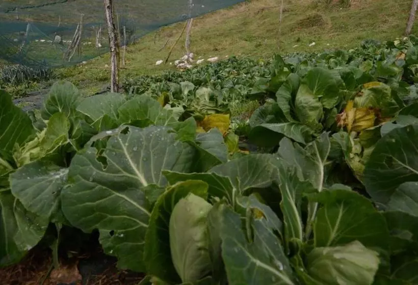 ペンション Agribed Quierta   Camerette