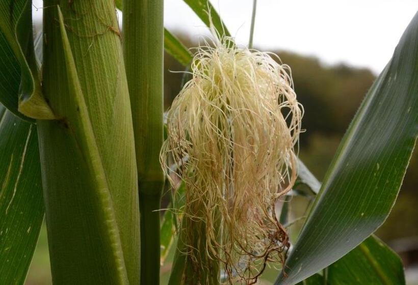 פנסיון Agribed Quierta   Camerette