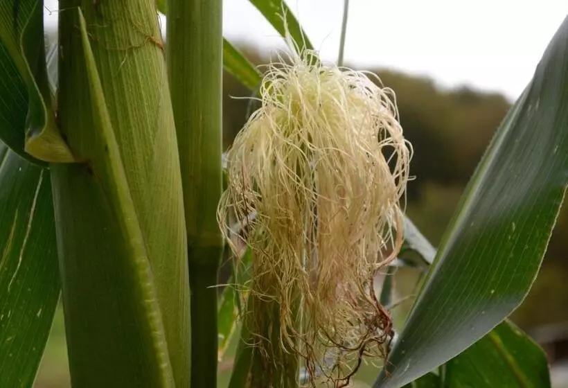 ペンション Agribed Quierta   Camerette