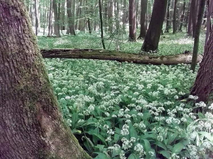 Hotelli Bad Langensalza Eichenhof