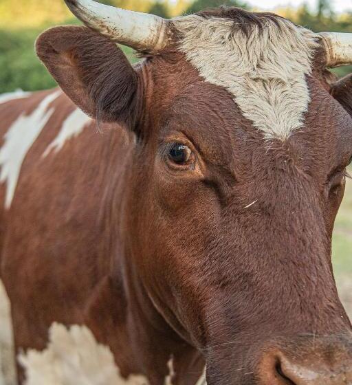 酒店 Healing Ponds Farm