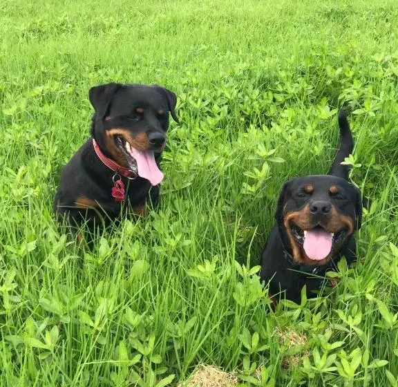Majatalo Mount And Surf View Cabin