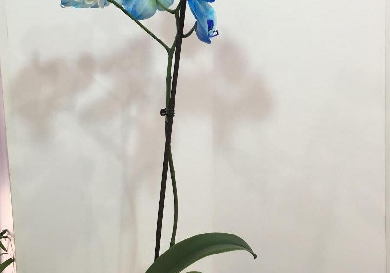 בית מלון כפרי De Paris