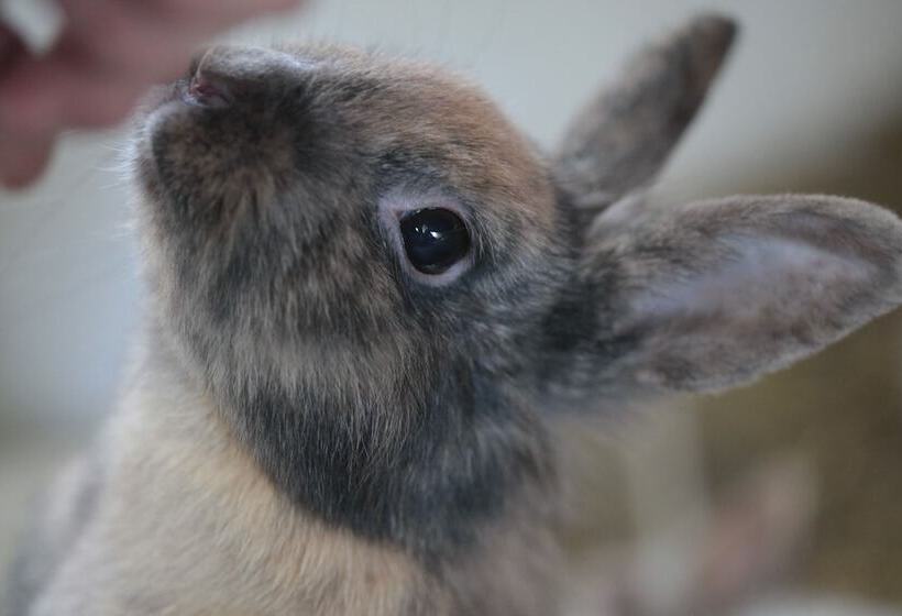 فندق Le Château De Beaulieu