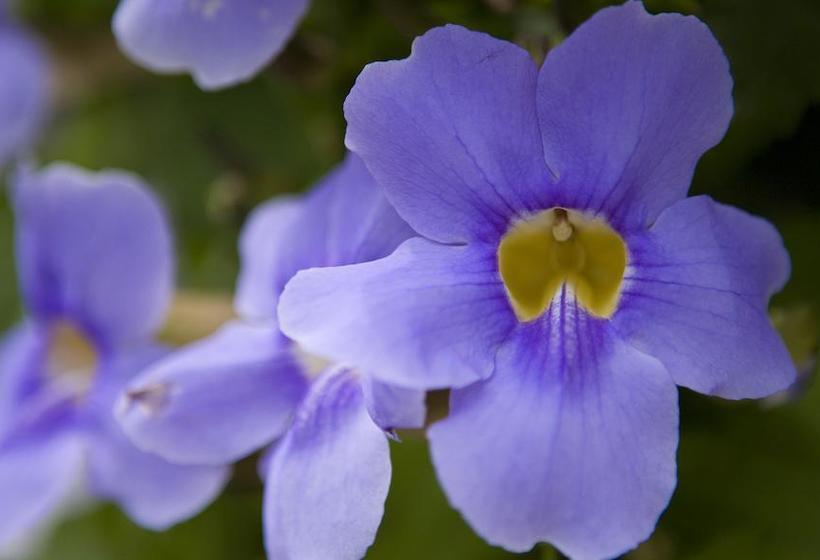 Fotos del hotel Cleopatra:  3