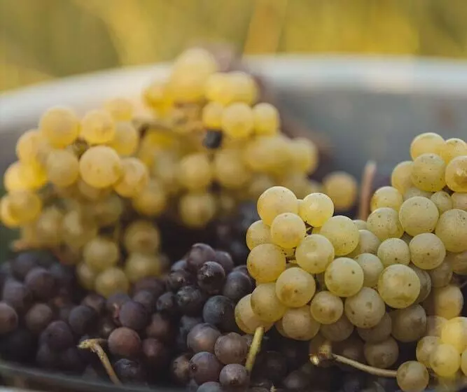 ホテル Il Roncal Wine Resort  For Wine Lovers