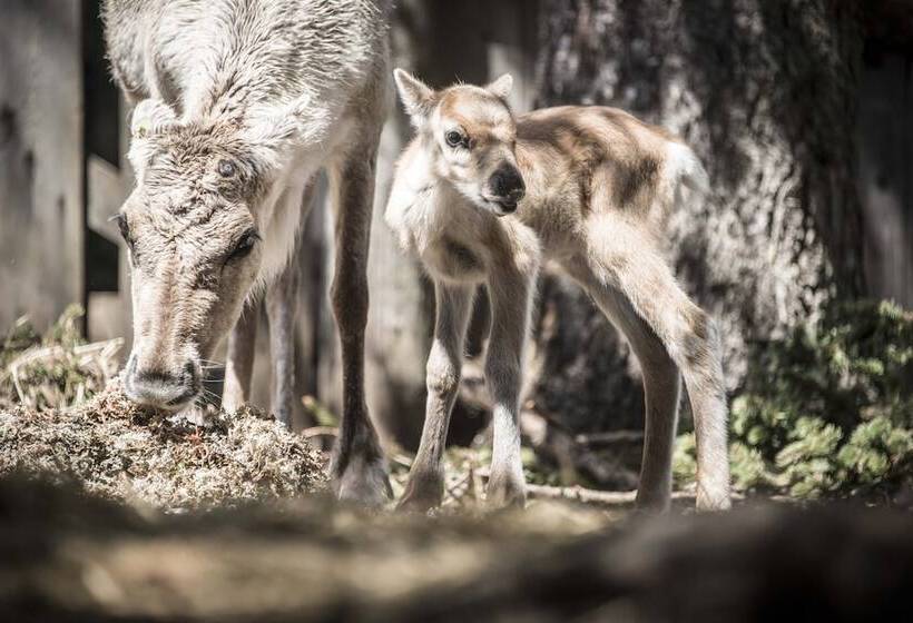 Hotelli Royal Und Ferienhaus Annabel