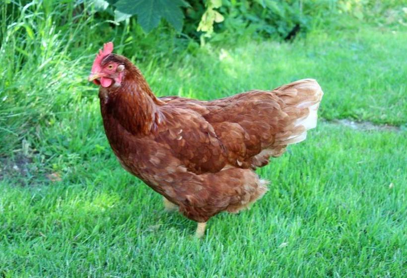 호텔 Vakantieboerderij Broeresloot