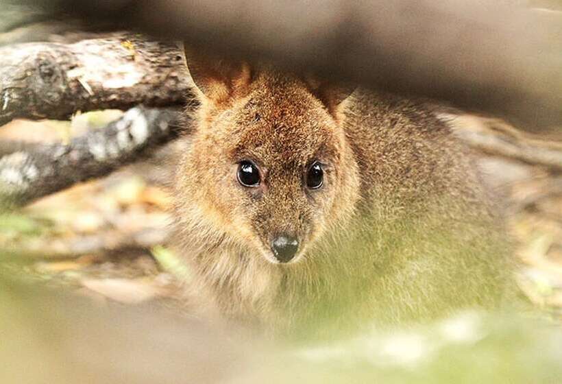 ホテル Lumera Chalets