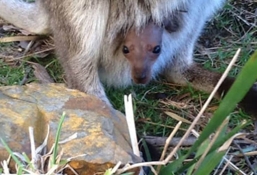 ホテル Lumera Chalets