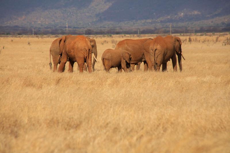 هتل Voi Safari Lodge