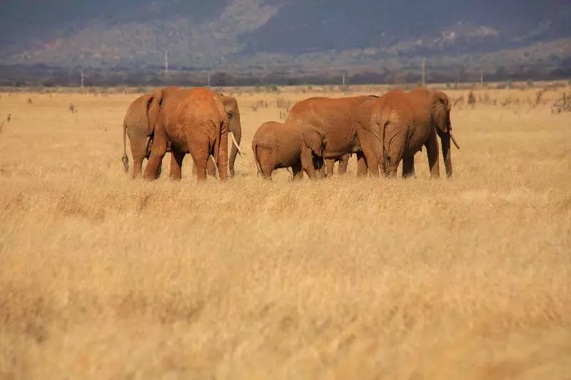 هتل Voi Safari Lodge