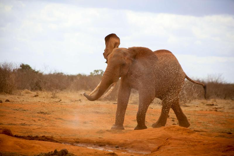 هتل Voi Safari Lodge