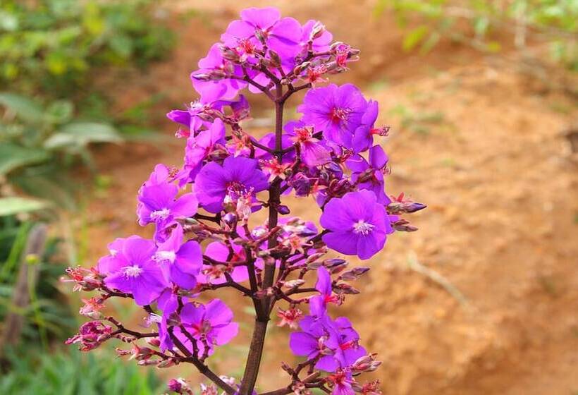 Otel Windloft Retreat