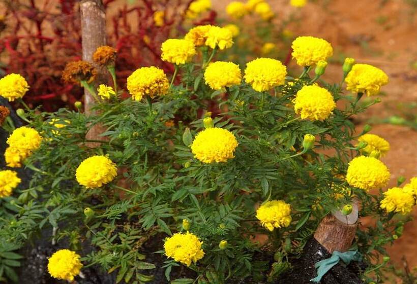 Otel Windloft Retreat