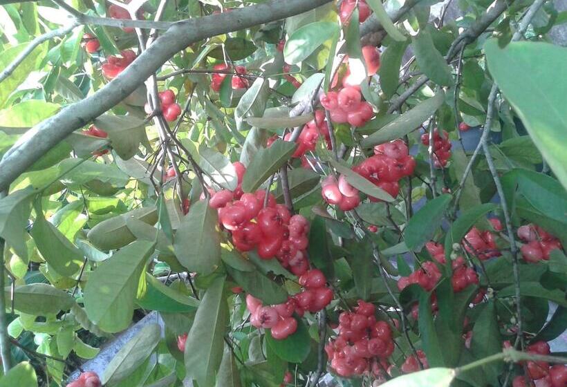 Пансион Sameera Villa