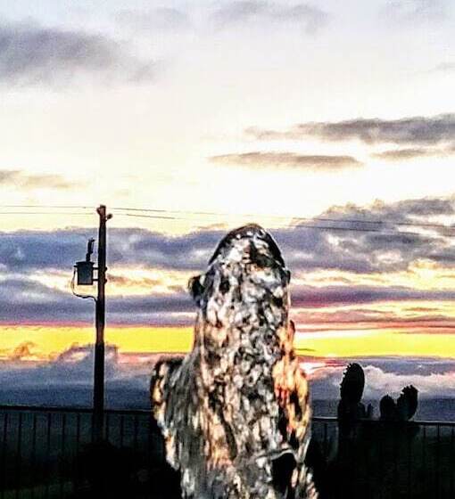 هتل High Ridge Manor