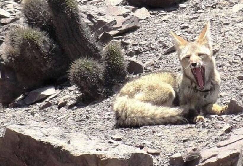 مسافرخانه Pircas De Arboleda