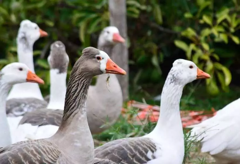 Hostelli Pircas De Arboleda
