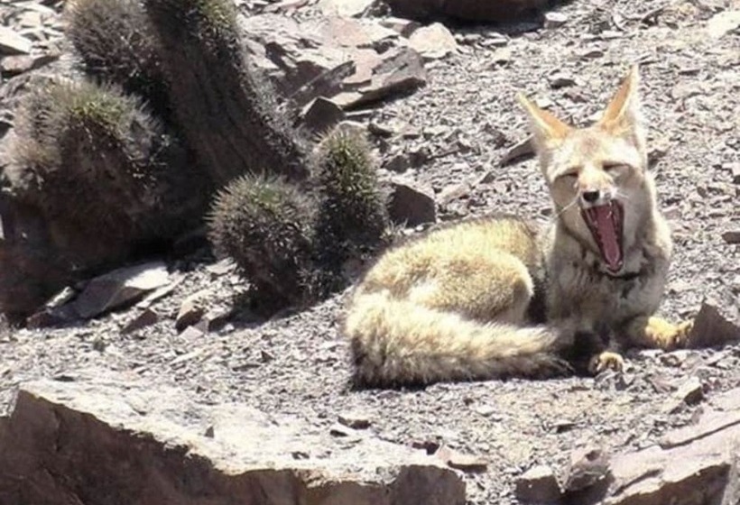 مسافرخانه Pircas De Arboleda