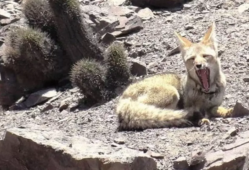 Hostelli Pircas De Arboleda