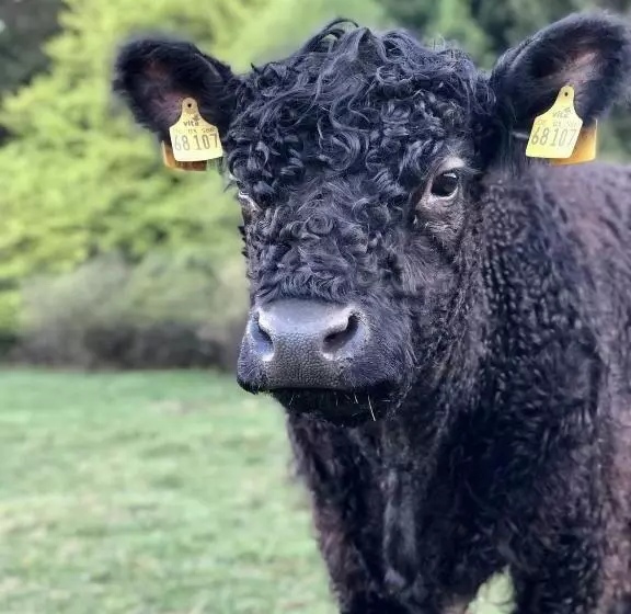 Hotelli Landhaus Sollingshöhe