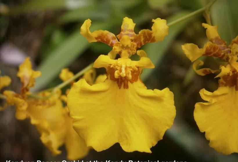 Bed & Breakfast Maya Residence