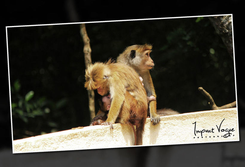 Kandy Holiday Residence