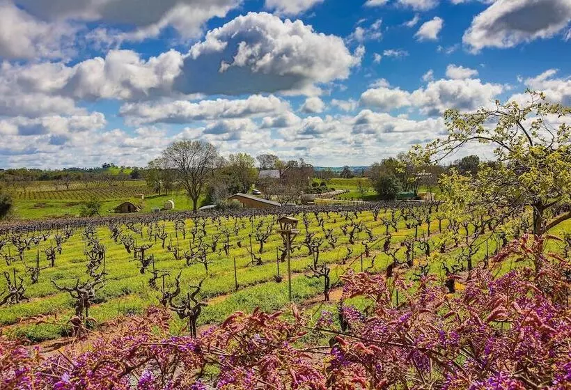 Working Vineyard & Private Pool: Villa In Plymouth