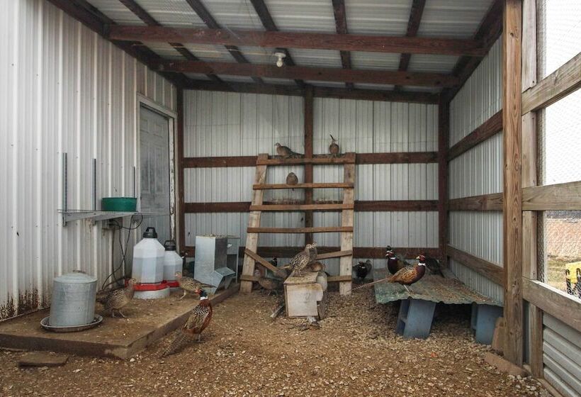 Pheasant Game Farm Missouri Vacation Rental!