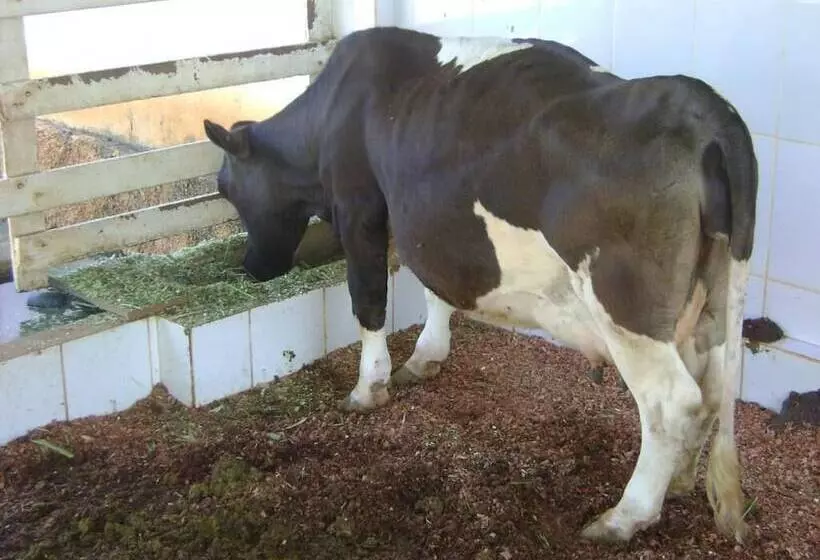 Maaseutuhotelli Fazenda Vale Amanhecer