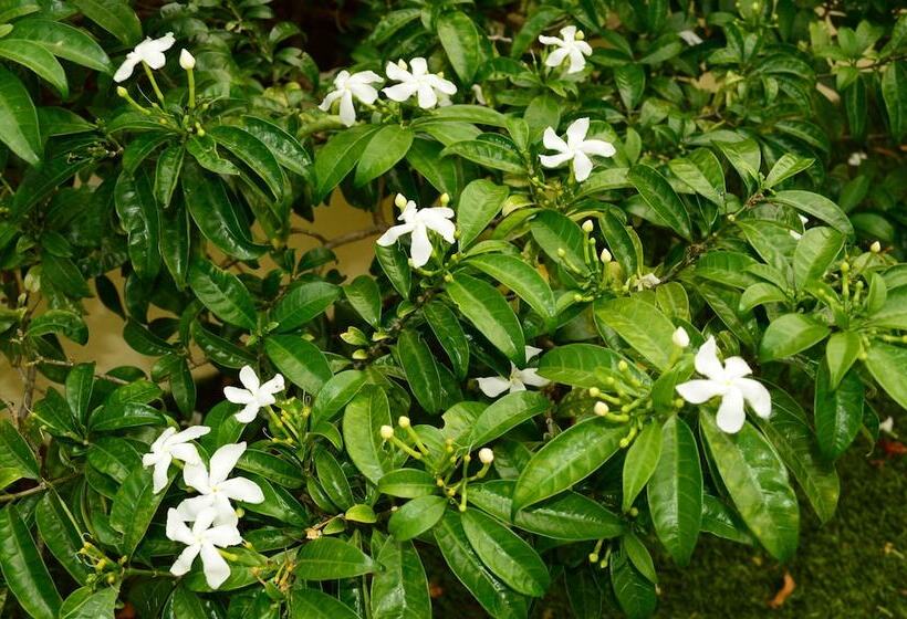 Adonai Hotel Boutique