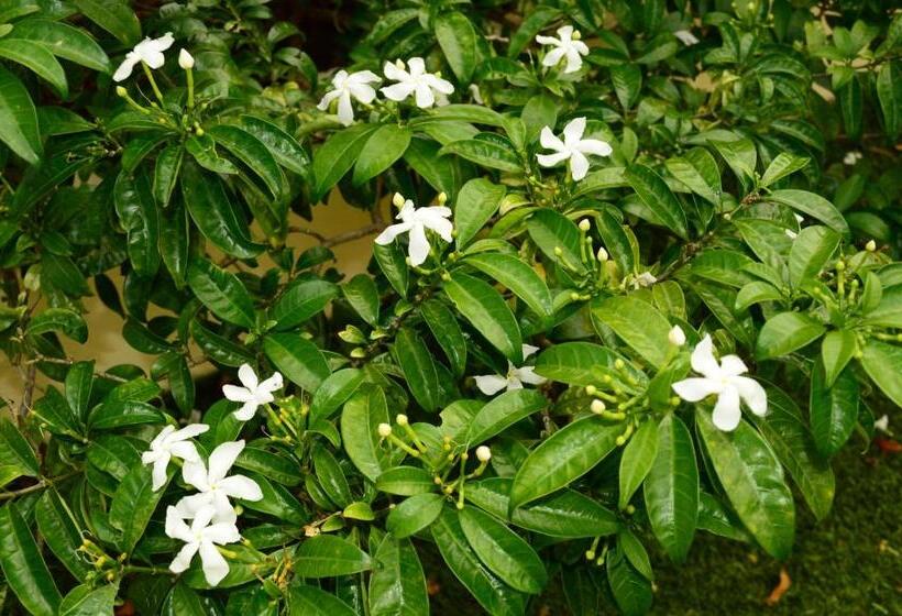 Adonai Hotel Boutique