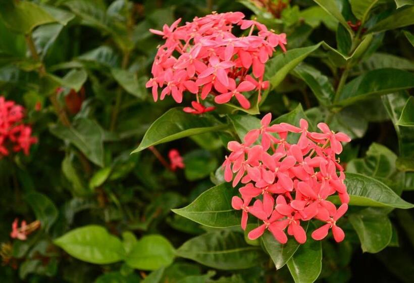 Adonai Hotel Boutique