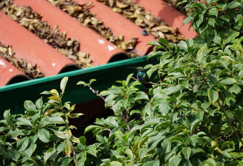 Ayenda Mountain Hostels Manizales