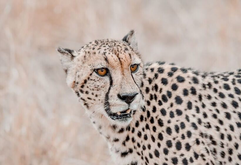 בית מלון כפרי Little Africa Safari Lodge