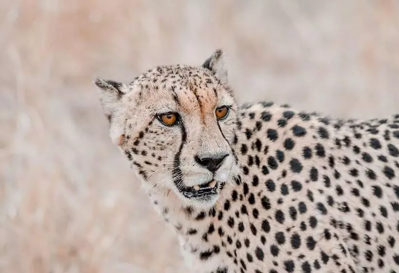 Hotelli Little Africa Safari Lodge