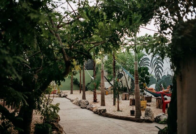 Oryx Valladolid   Hostel