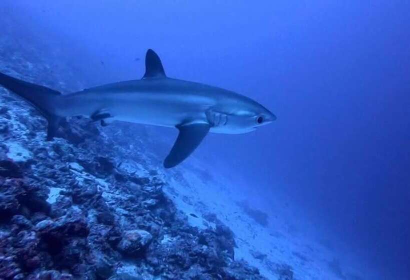هتل Tiger Shark Residence
